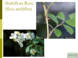 Multiflora Rose
(Rosa multiflora)
 