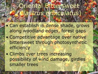 Oriental Bittersweet
(Clastrus orbiculatus)
• Can establish in dense shade, grows
along woodland edges, forest gaps
• Competitive advantage over native
bittersweet through photosynthetic
efficiency
• Climbs over trees increasing
possibility of wind damage, girdles
smaller trees
 