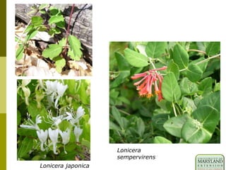 Lonicera
sempervirens
Lonicera japonica
 