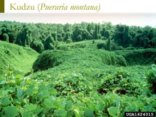 Kudzu (Pueraria montana)
 