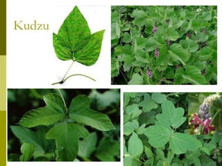 Kudzu
 