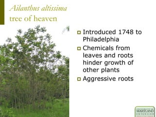 Ailanthus altissima
tree of heaven
 Introduced 1748 to
Philadelphia
 Chemicals from
leaves and roots
hinder growth of
other plants
 Aggressive roots
 