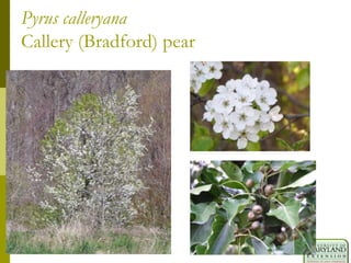 Pyrus calleryana
Callery (Bradford) pear
 