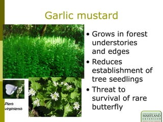 Garlic mustard
• Grows in forest
understories
and edges
• Reduces
establishment of
tree seedlings
• Threat to
survival of rare
butterfly
Pieris
virginiensis
 