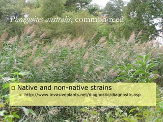 Phragmites australis, common reed
 Native and non-native strains
 http://www.invasiveplants.net/diagnostic/diagnostic.asp
 