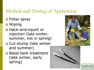 Method and Timing of Application
 Foliar spray
 Wiping
 Hack-and-squirt or
injection (late winter,
summer, not in spring)
 Cut stump (late winter
and summer)
 Basal bark treatment
(late winter, early
spring)
 