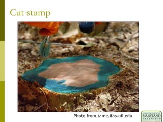 Cut stump
Photo from tame.ifas.ufl.edu
 