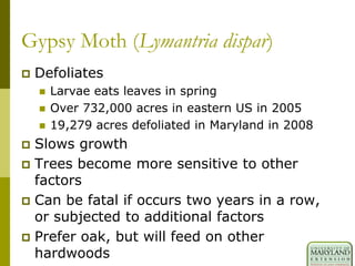 Gypsy Moth (Lymantria dispar)
 Defoliates
 Larvae eats leaves in spring
 Over 732,000 acres in eastern US in 2005
 19,279 acres defoliated in Maryland in 2008
 Slows growth
 Trees become more sensitive to other
factors
 Can be fatal if occurs two years in a row,
or subjected to additional factors
 Prefer oak, but will feed on other
hardwoods
 