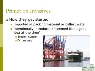 Primer on Invasives
 How they get started
 Imported in packing material or ballast water
 Intentionally introduced: “seemed like a good
idea at the time”
 Erosion control
 Ornamental
 