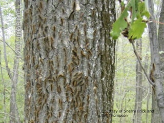 Courtesy of Sherry Frick and
Biff Thompson
 