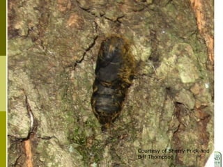 Courtesy of Sherry Frick and
Biff Thompson
 