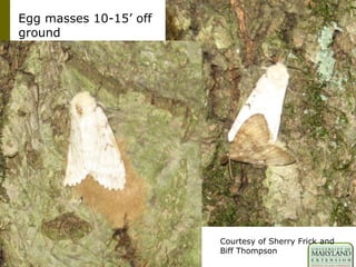 Courtesy of Sherry Frick and
Biff Thompson
Egg masses 10-15‟ off
ground
 