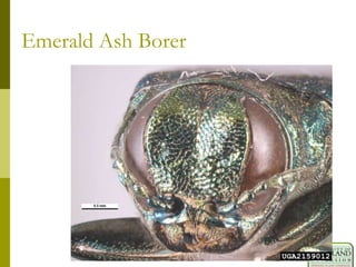 Emerald Ash Borer
 