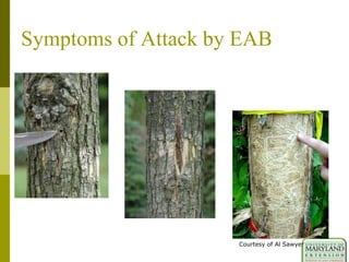 D-shaped exit holes
Bark splits
Serpentine galleries
Symptoms of Attack by EAB
Courtesy of Al Sawyer
 