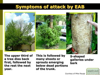 David Roberts,
MSU
MI Dept of
Agriculture
The upper third of
a tree dies back
first, followed by
the rest the next
year.
This is followed by
many shoots or
sprouts emerging
below dead portions
of the trunk.
S-shaped
galleries under
bark
Symptoms of attack by EAB
James W.
Smith
Courtesy of Mike Raupp
 