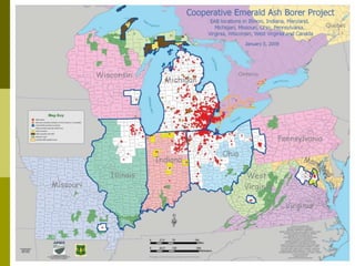 Emerald Ash Borer (EAB)
 