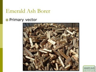 Emerald Ash Borer
 Primary vector
 