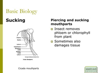 Basic Biology
Sucking Piercing and sucking
mouthparts
 Insect removes
phloem or chlorophyll
from plant
 Sometimes also
damages tissue
Cicada mouthparts
 