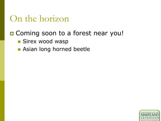 On the horizon
 Coming soon to a forest near you!
 Sirex wood wasp
 Asian long horned beetle
 