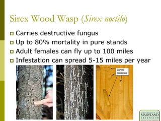 Sirex Wood Wasp (Sirex noctilo)
 Carries destructive fungus
 Up to 80% mortality in pure stands
 Adult females can fly up to 100 miles
 Infestation can spread 5-15 miles per year
 
