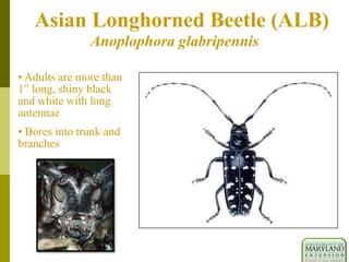 Asian Longhorned Beetle (ALB)
• Adults are more than
1” long, shiny black
and white with long
antennae
• Bores into trunk and
branches
Anoplophora glabripennis
 