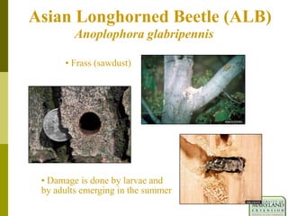 Asian Longhorned Beetle (ALB)
Anoplophora glabripennis
• Frass (sawdust)
• Damage is done by larvae and
by adults emerging in the summer
 