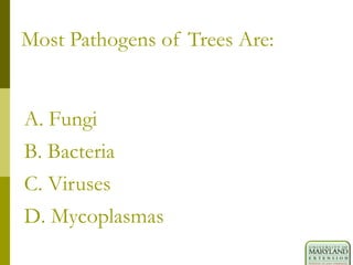 Most Pathogens of Trees Are:
A. Fungi
B. Bacteria
C. Viruses
D. Mycoplasmas
 