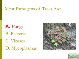 Most Pathogens of Trees Are:
A. Fungi
B. Bacteria
C. Viruses
D. Mycoplasmas
 
