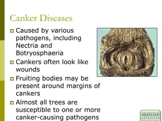 Canker Diseases
 Caused by various
pathogens, including
Nectria and
Botryosphaeria
 Cankers often look like
wounds
 Fruiting bodies may be
present around margins of
cankers
 Almost all trees are
susceptible to one or more
canker-causing pathogens
 