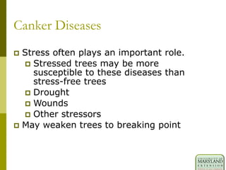  Stress often plays an important role.
 Stressed trees may be more
susceptible to these diseases than
stress-free trees
 Drought
 Wounds
 Other stressors
 May weaken trees to breaking point
Canker Diseases
 