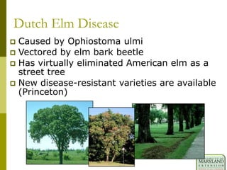 Dutch Elm Disease
 Caused by Ophiostoma ulmi
 Vectored by elm bark beetle
 Has virtually eliminated American elm as a
street tree
 New disease-resistant varieties are available
(Princeton)
 