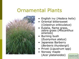 Ornamental Plants
• English ivy (Hedera helix)
• Oriental bittersweet
(Celastrus orbiculatus)
• Eulalia, flame grass,
zebra grass (Miscanthus
sinensis)
• Burning bush
(Euonymus alatus)
• Japanese Barberry
(Berberis thunbergii)
• Privet (Ligustrum spp)
• Norway maple
(Acer platanoides)
 