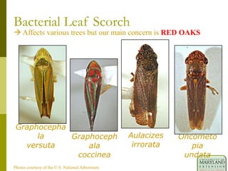 Bacterial Leaf Scorch
 Affects various trees but our main concern is RED OAKS
Graphocepha
la
versuta
Graphoceph
ala
coccinea
Aulacizes
irrorata
Oncometo
pia
undata
Photos courtesy of the U.S. National Arboretum
 