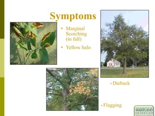 Symptoms
• Marginal
Scorching
(in fall)
• Yellow halo
• Flagging
• Dieback
 