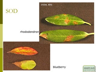 SOD
blueberry
rhododendron
 