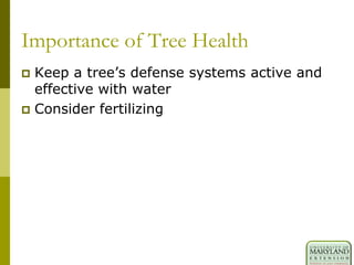 Importance of Tree Health
 Keep a tree‟s defense systems active and
effective with water
 Consider fertilizing
 
