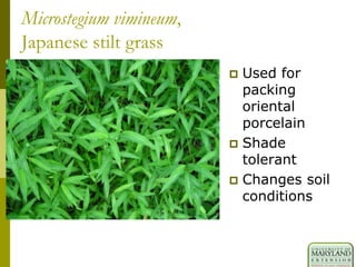 Microstegium vimineum,
Japanese stilt grass
 Used for
packing
oriental
porcelain
 Shade
tolerant
 Changes soil
conditions
 