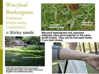 Wavyleaf
Basketgrass
(Oplismenus
hirtellus subsp.
Undulatifolius)
 Sticky seeds
 