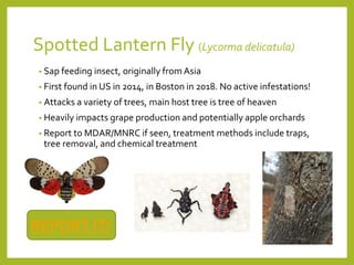 Invasives Management-Big Picture-MCD.pptx