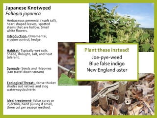 Japanese Knotweed
Fallopia japonica
Herbaceous perennial (+10ft tall),
heart shaped leaves, spotted
stems that are hollow. Small
white flowers.
Introduction- Ornamental,
erosion control, hedge
Habitat- Typically wet soils.
Shade, drought, salt, and heat
tolerant.
Spreads- Seeds and rhizomes
(can travel down stream)
Ecological Threat- dense thicket
shades out natives and clog
waterways/culverts
Ideal treatment- foliar spray or
injection, hand pulling if small,
three cut per season method.
Plant these instead!
Joe-pye-weed
Blue false indigo
New England aster
 