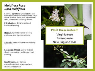 Multiflora Rose
Rosa multiflora
Shrub (+ 15 ft tall). Green stems that
turn reddish brown in fall/winter, small
white flowers, hairs near base of leaf
stalk, downward pointing thorns
Introduction- Ornamental and
livestock fencing
Habitat- Wide tolerance for soil,
moisture, and light conditions
Spreads- Seed and cane tips rooting
Ecological Threat- Dense thicket
shades out natives and impact bird
nesting
Ideal treatment- Combo
manual/mechanical removal and
chemical treatment
Plant these instead!
Virginia rose
Swamp rose
New England rose
 