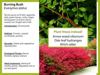 Burning Bush
Euonymus alatus
Shrub (up to 20 ft tall), opposite,
dark green leaves, corky ridges
along green or brown stems.
Leaves turn bright red in fall.
Introduction- Ornamental
Habitat- Forests, coastal
scrublands, prairies
Spreads- Seeds and vegetative
reproduction
Ecological Threat- Dense
thickets replace natives
Ideal treatment- Hand pull
smaller plants. Repeated cuts or
cut and paint
Plant these instead!
Arrow wood viburnum
Oak-leaf hydrangea
Witch-alder
 