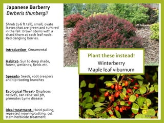 Japanese Barberry
Berberis thunbergii
Shrub (3-6 ft tall), small, ovate
leaves that are green and turn red
in the fall. Brown stems with a
shard thorn at each leaf node.
Red dangling berries.
Introduction- Ornamental
Habitat- Sun to deep shade,
forest, wetlands, fields etc.
Spreads- Seeds, root creepers
and tip rooting branches
Ecological Threat- Displaces
natives, can raise soil pH,
promotes Lyme disease
Ideal treatment- Hand pulling,
repeated mowing/cutting, cut
stem herbicide treatment
Plant these instead!
Winterberry
Maple leaf viburnum
 