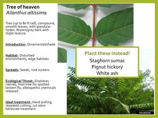 Tree of heaven
Ailanthus altissima
Tree (up to 80 ft tall), compound,
smooth leaves, with glandular
nodes. Brown/gray bark with
slight texture.
Introduction- Ornamental/shade
Habitat- Disturbed
environments, edge habitats
Spreads- Seeds, root suckers
Ecological Threat- Displaces
natives, host tree for spotted
lantern fly, allelopathic chemicals
released
Ideal treatment- Hand pulling,
repeated cutting, cut stem
herbicide treatment
Plant these instead!
Staghorn sumac
Pignut hickory
White ash
 