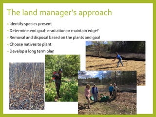 The land manager’s approach
• Identify species present
• Determine end goal- eradiation or maintain edge?
• Removal and disposal based on the plants and goal
• Choose natives to plant
• Develop a long term plan
 