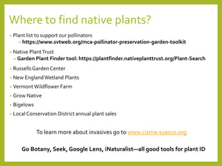 Where to find native plants?
• Plant list to support our pollinators
• https://www.svtweb.org/mca-pollinator-preservation-garden-toolkit
• Native PlantTrust
• Garden Plant Finder tool: https://plantfinder.nativeplanttrust.org/Plant-Search
• Russells Garden Center
• New EnglandWetland Plants
• VermontWildflower Farm
• Grow Native
• Bigelows
• Local Conservation District annual plant sales
To learn more about invasives go to www.cisma-suasco.org
Go Botany, Seek, Google Lens, iNaturalist—all good tools for plant ID
 