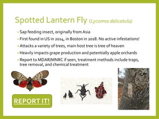 Spotted Lantern Fly (Lycorma delicatula)
• Sap feeding insect, originally from Asia
• First found in US in 2014, in Boston in 2018. No active infestations!
• Attacks a variety of trees, main host tree is tree of heaven
• Heavily impacts grape production and potentially apple orchards
• Report to MDAR/MNRC if seen, treatment methods include traps,
tree removal, and chemical treatment
REPORT IT!
 
