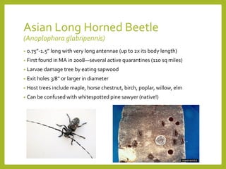 Asian Long Horned Beetle
(Anoplophora glabripennis)
• 0.75”-1.5” long with very long antennae (up to 2x its body length)
• First found in MA in 2008—several active quarantines (110 sq miles)
• Larvae damage tree by eating sapwood
• Exit holes 3/8” or larger in diameter
• Host trees include maple, horse chestnut, birch, poplar, willow, elm
• Can be confused with whitespotted pine sawyer (native!)
 