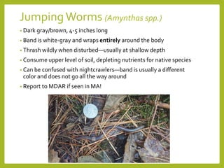 Jumping Worms (Amynthas spp.)
• Dark gray/brown, 4-5 inches long
• Band is white-gray and wraps entirely around the body
• Thrash wildly when disturbed—usually at shallow depth
• Consume upper level of soil, depleting nutrients for native species
• Can be confused with nightcrawlers—band is usually a different
color and does not go all the way around
• Report to MDAR if seen in MA!
 