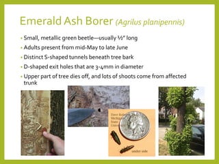 Emerald Ash Borer (Agrilus planipennis)
• Small, metallic green beetle—usually ½” long
• Adults present from mid-May to late June
• Distinct S-shaped tunnels beneath tree bark
• D-shaped exit holes that are 3-4mm in diameter
• Upper part of tree dies off, and lots of shoots come from affected
trunk
 
